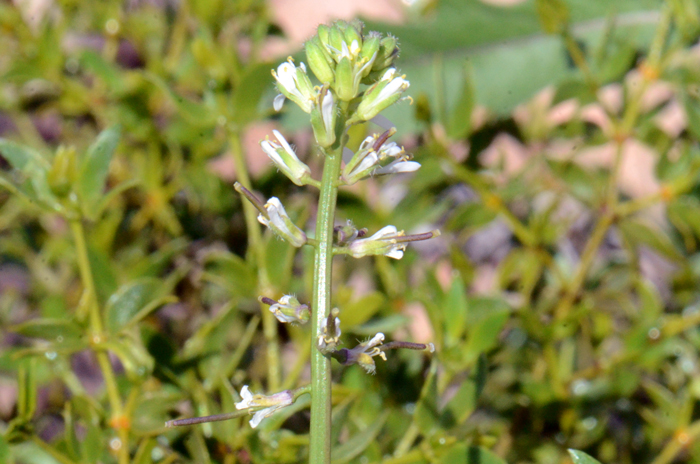 California Mustard flowers bloom from March to May or June. The fruits are technically a “silique” which may hang downward from the stem or erect or ascending. Note in the photo the silique fruits are beginning to mature. Caulanthus lasiophyllus California Mustard flowers bloom from March to May or June. The fruits are technically a “silique” which may hang downward from the stem or erect or ascending. Note in the photo the silique fruits are beginning to mature. Caulanthus lasiophyllus